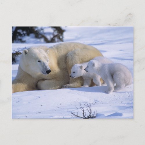Female Polar Bear Lying Down with 2 coyscubs Postcard