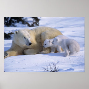 Female Polar Bear Lying Down with 2 coyscubs Poster