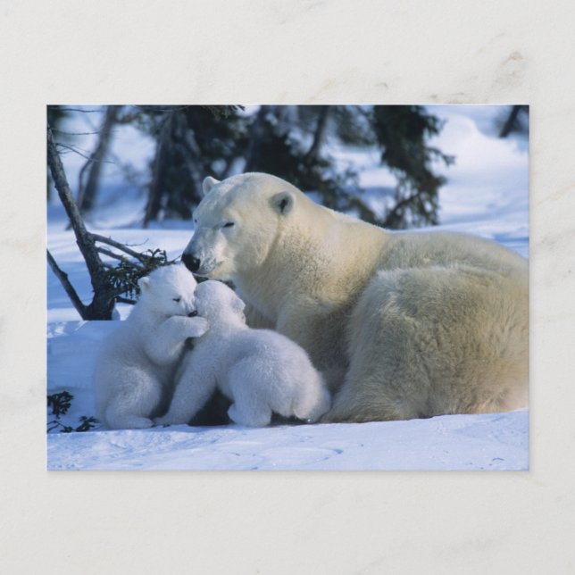 Female Polar Bear Lying Down with 2 Cubs Postcard (Front)