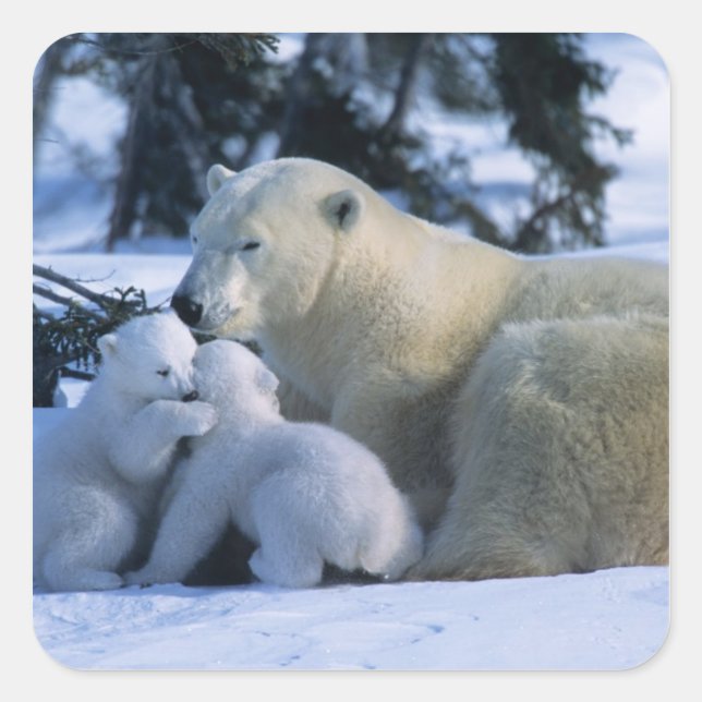 Female Polar Bear Lying Down with 2 Cubs Square Sticker (Front)