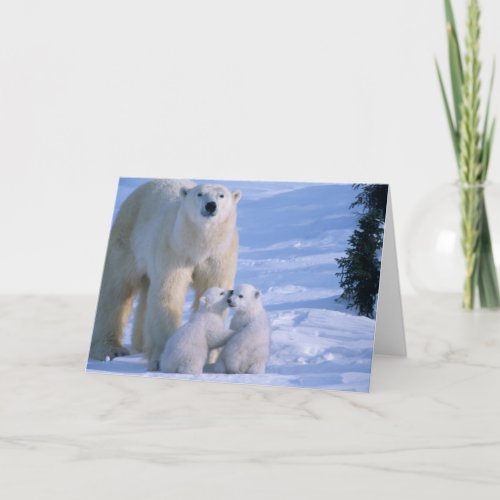 Female Polar Bear Standing with 2 Cubs at her Card