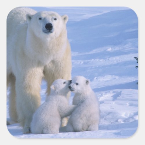 Female Polar Bear Standing with 2 Cubs at her Square Sticker
