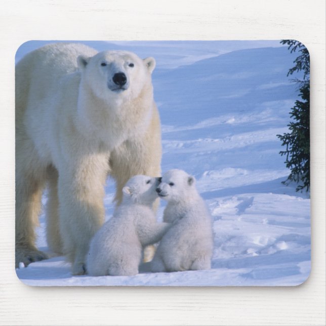 Female Polar Bear Standing with 2 Cubs Mouse Pad (Front)