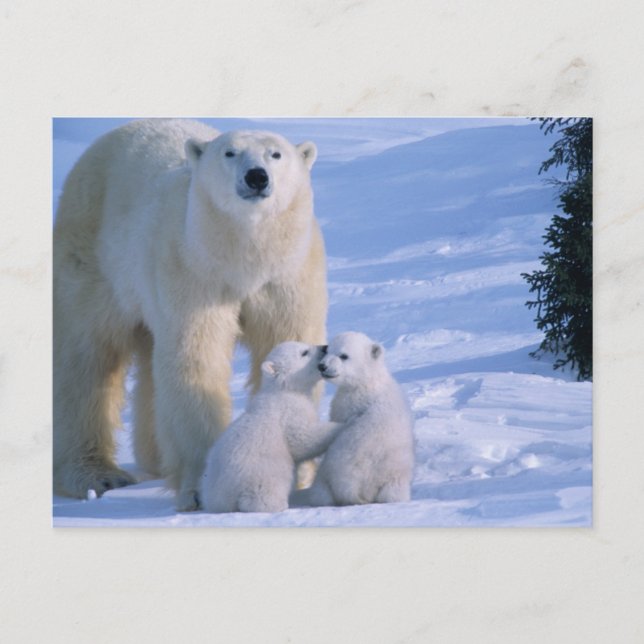 Female Polar Bear Standing with 2 Cubs Postcard (Front)