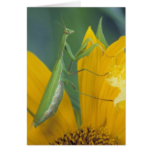 Female praying mantis cards (Front)