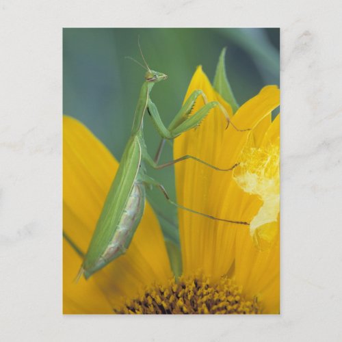 Female praying mantis with egg sac on postcard