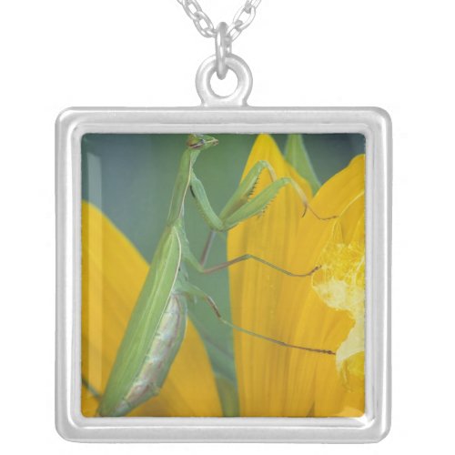 Female praying mantis with egg sac on silver plated necklace