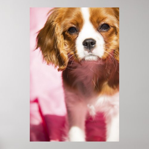 Female Puppy King Charles Spaniel Poster
