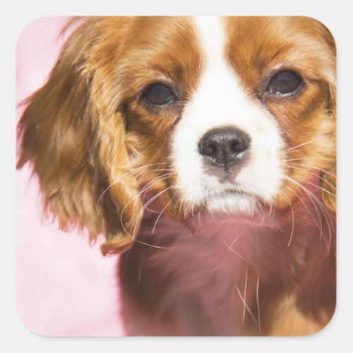 Female Puppy King Charles Spaniel Square Sticker