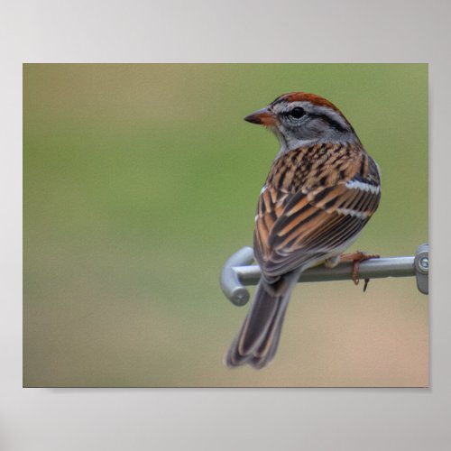 Female Purple Finch Poster