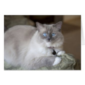 Female Ragdoll Cat (Front Horizontal)