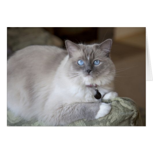 Female Ragdoll Cat Cards (Front Horizontal)