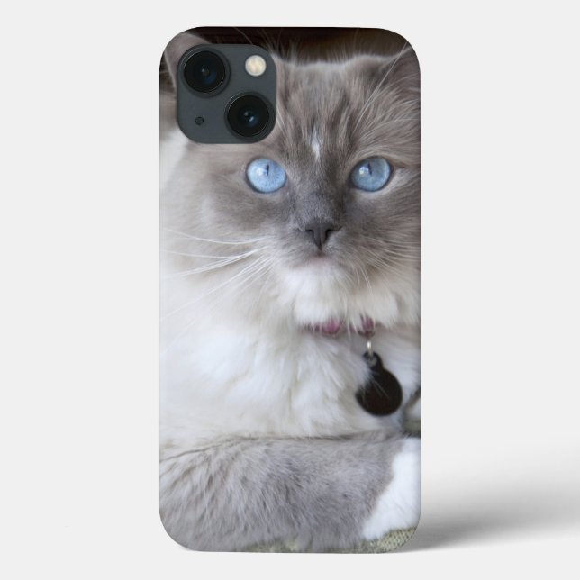 Female Ragdoll Cat Case-Mate iPhone Case (Back)