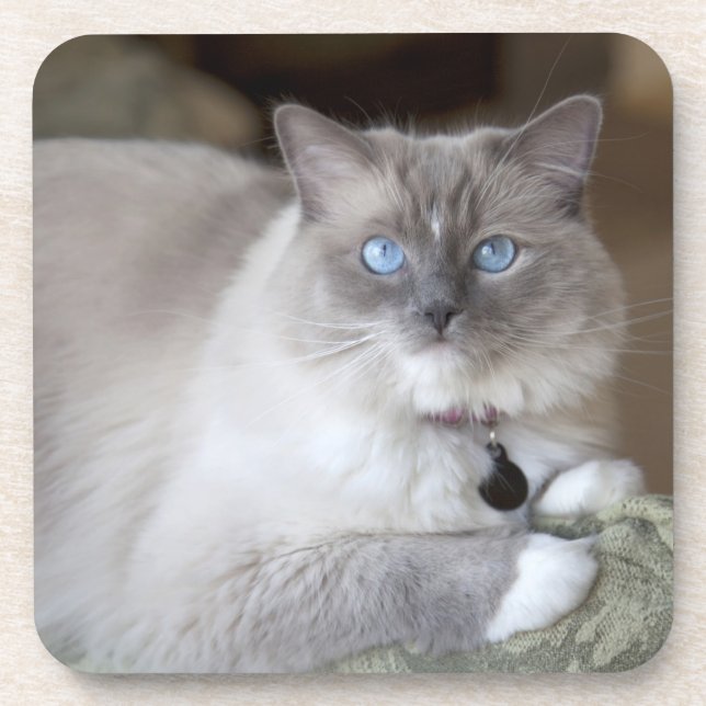 Female Ragdoll Cat Drink Coaster (Front)