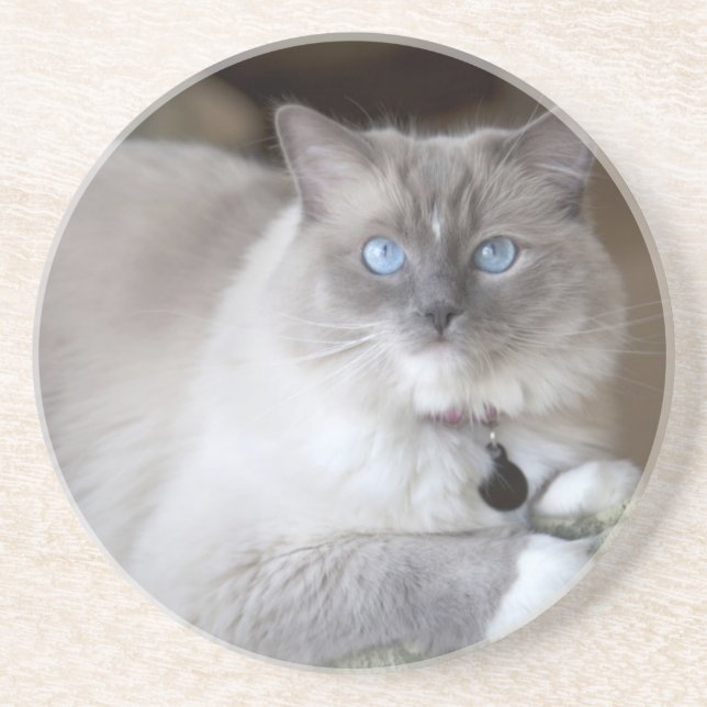 Female Ragdoll Cat Drink Coaster (Front)