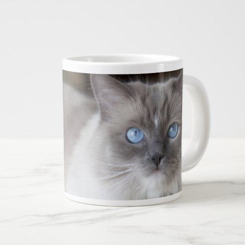 Female Ragdoll Cat Giant Coffee Mug