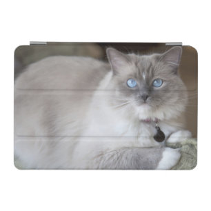 Female Ragdoll Cat iPad Mini Cover