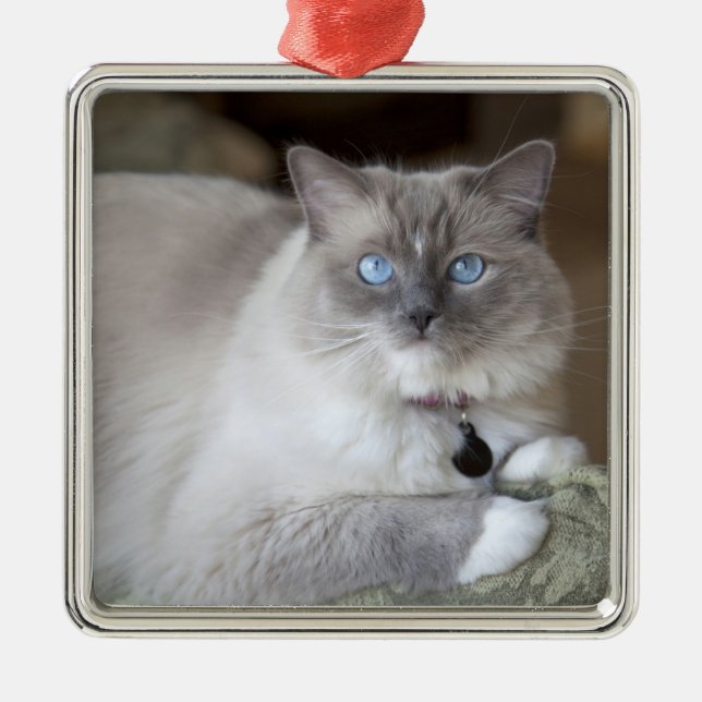 Female Ragdoll Cat Metal Ornament (Front)