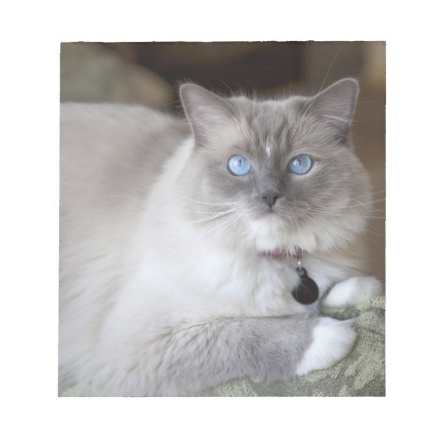 Female Ragdoll Cat Notepad (Front)