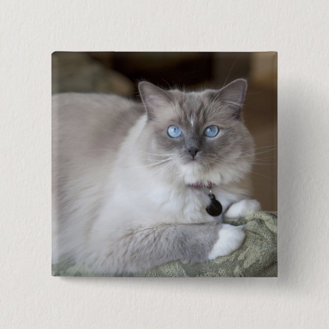 Female Ragdoll Cat Pinback Button (Front)