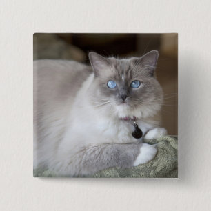 Female Ragdoll Cat Pinback Button
