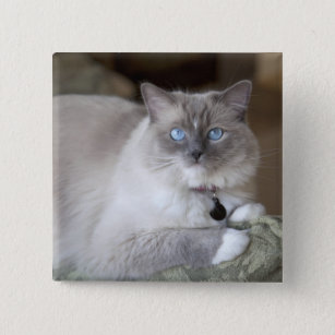 Female Ragdoll Cat Pinback Button