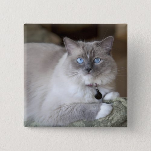 Female Ragdoll Cat Pinback Button