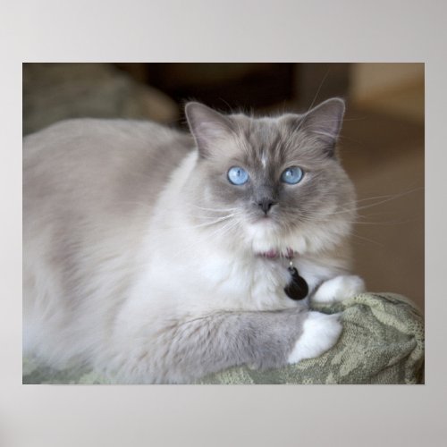 Female Ragdoll Cat Poster