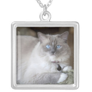 Female Ragdoll Cat Silver Plated Necklace