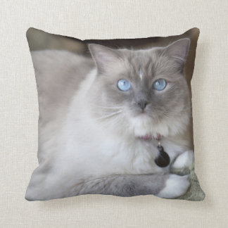 ragdoll cat pillow
