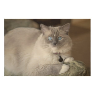 Female Ragdoll Cat Wood Wall Decor