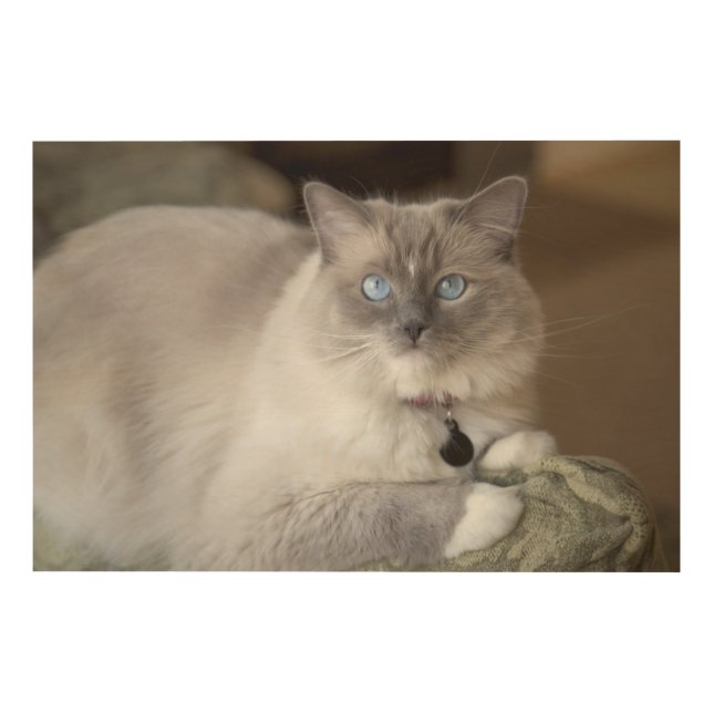 Female Ragdoll Cat Wood Wall Decor (Front)