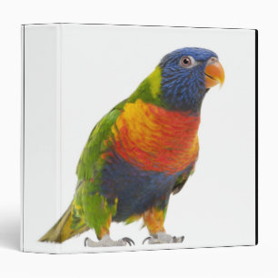 Female Rainbow Lorikeet - Trichoglossus Binder