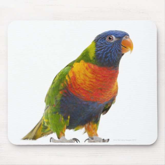 Female Rainbow Lorikeet - Trichoglossus Mouse Pad (Front)