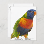 Female Rainbow Lorikeet - Trichoglossus Postcard (Front/Back)