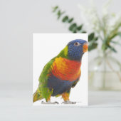 Female Rainbow Lorikeet - Trichoglossus Postcard (Standing Front)