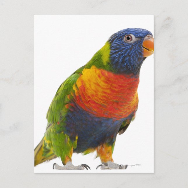 Female Rainbow Lorikeet - Trichoglossus Postcard (Front)