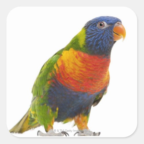 Female Rainbow Lorikeet _ Trichoglossus Square Sticker