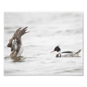 Female Red-breasted Merganser Attention Print