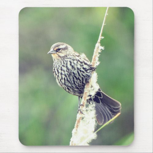 Female Red_Winged Blackbird Birds Nature Mouse Pad