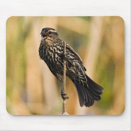 Female Red Winged Blackbird Mouse Pad