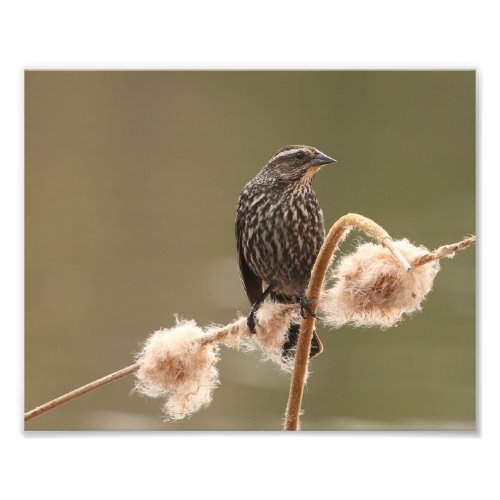 Female Red Winged Blackbird On Fluffy Cattail Photo Print