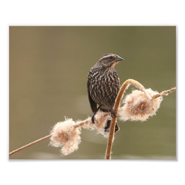 Female Red Winged Blackbird On Fluffy Cattail Photo Print (Front)