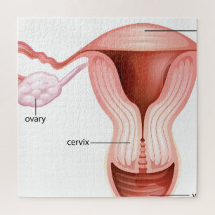 Female reductive system jigsaw puzzle