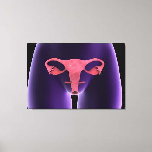 Female Reproductive Organ X_Ray View 1 Canvas Print