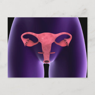 Female Reproductive Organ, X-Ray View 1 Postcard