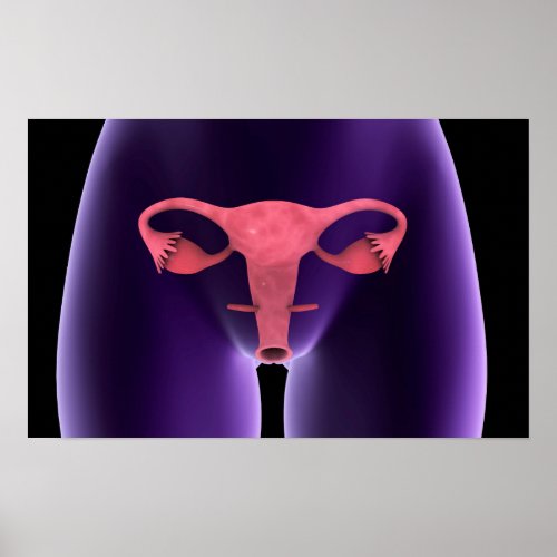 Female Reproductive Organ X_Ray View 1 Poster