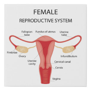 Female reproductive organs faux canvas print