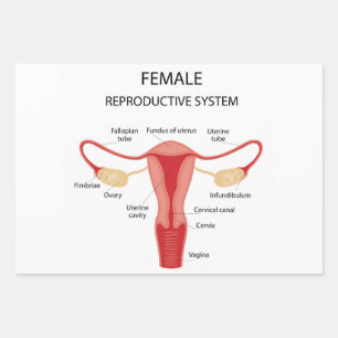 Female reproductive organs wrapping paper sheets