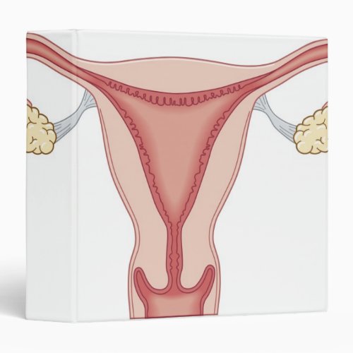 Female Reproductive System 2 Binder